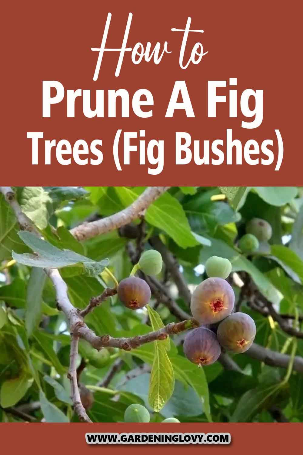 How To Prune A Fig Tree Fig Fruit Tree Fig Tree Plant Fig Bush how-to-prune-a-fig-tree-fig-fruit-tree-fig-tree-plant-fig-bush