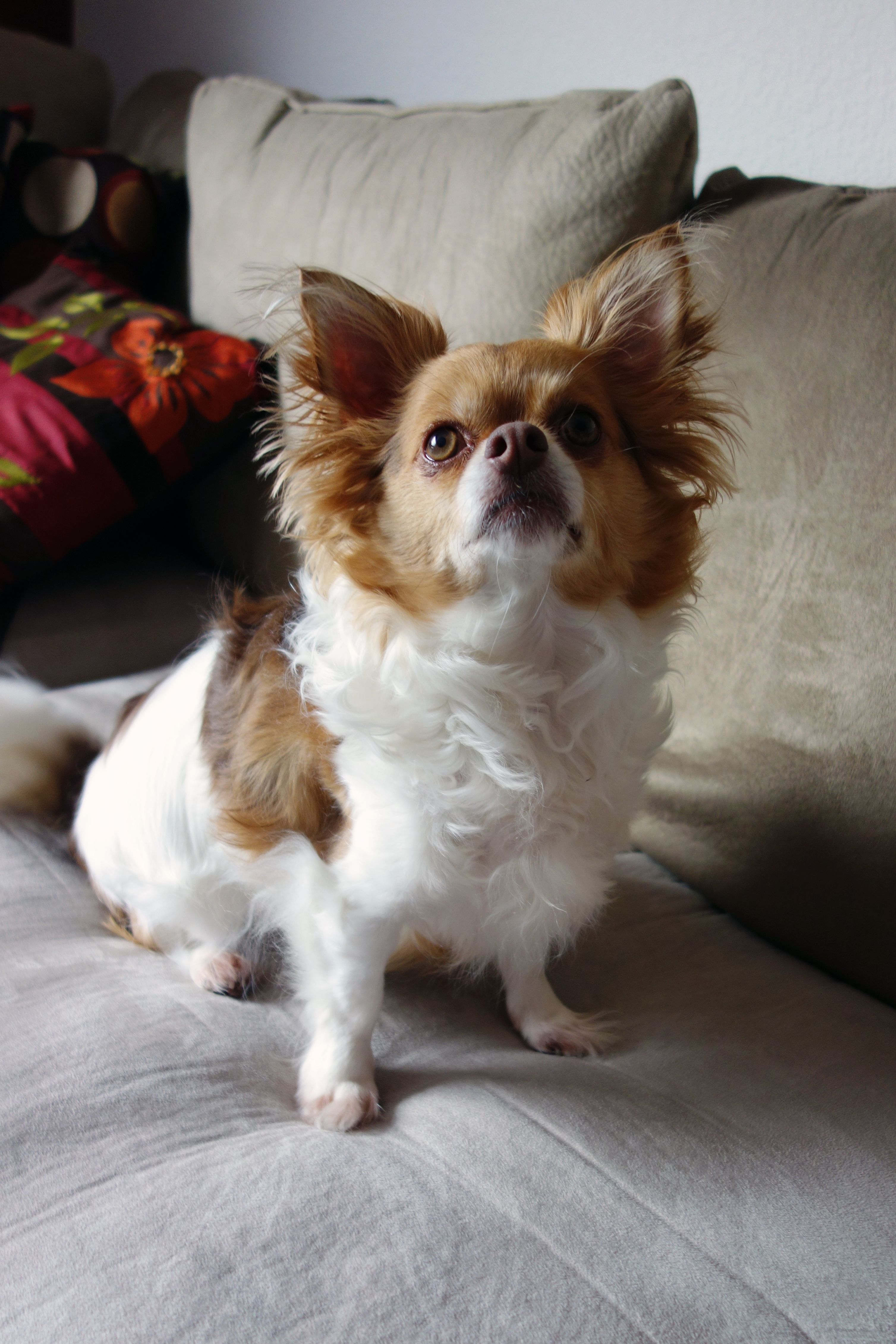 Pin on Long Haired Chihuahuas