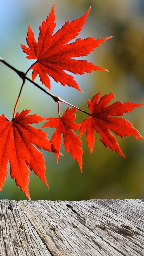 Lovely warm and rich colours come out in Autumn time. Changes of colours on the leaves are stunning and we love working with them on our designs. Check out floral designs at our website. #autumnflower #seasonalflower #floraldesign #londonflorist#eventflower #weddingflower #maple #redleaves #autumnleaves Autumn Leaves Wallpaper, Fall Wallpaper, Nature Wallpaper, Autumn Nature, Autumn Beauty, Fall Pictures, Nature Pictures, Autumn Scenes, Photo Background Images