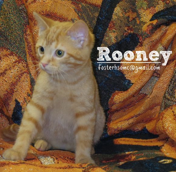 orange tabby cat sex Orange tabby cat sex
