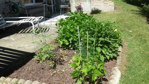 Cloverdale bean pruning bush CA plants,