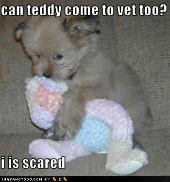 Cute Puppy Funny Animals With Captions Animal Quotes Cute Puppy Funny Animals With