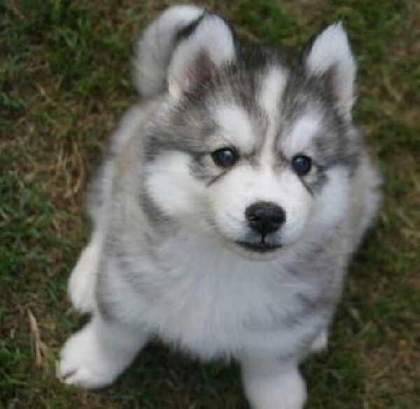 Things I Love By Martha Redmond Husky Puppy Siberian Husky