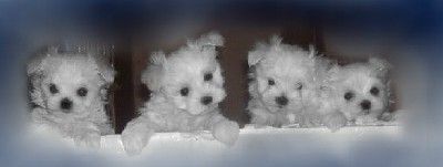 Carboncopy Maltese Alberta Malteser