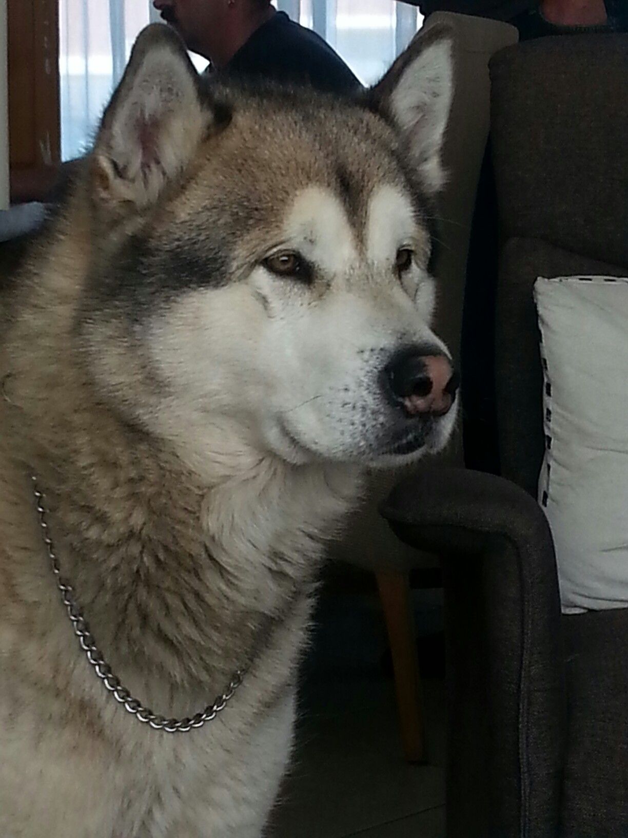 Pin By Dinitro On Pet Care Malamute Puppies Husky Puppy