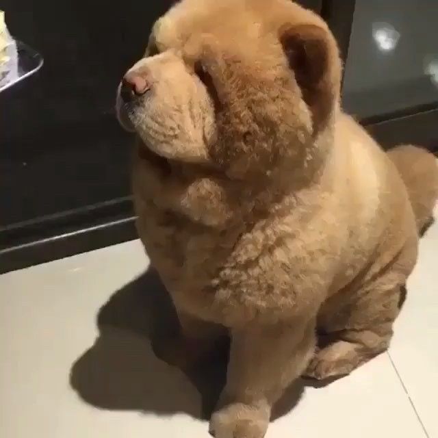 Teddy Bear Dog Chow Chow Fluffy Dogs Bear Dog Cute Animals