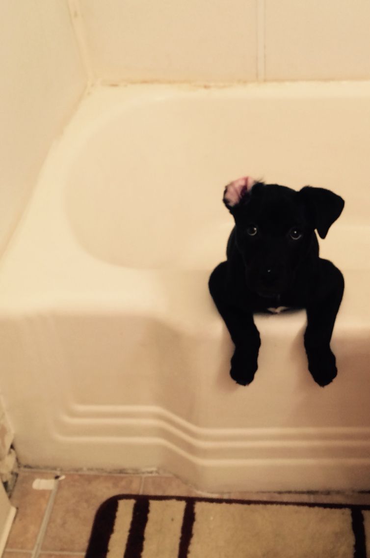 Storm The Labrabull Pitador Puppy Decided She Wanted To Take A
