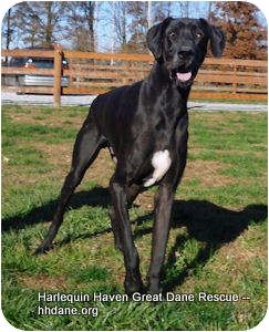 Pin On Hhgdr Adopted