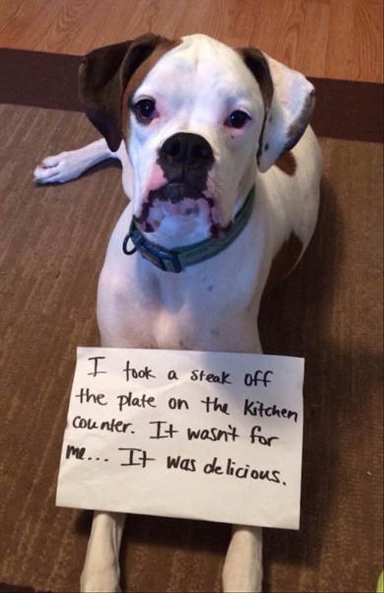 Funny Dog Shaming Picture Dump 22 Pics Dog Shaming Funny Boxer