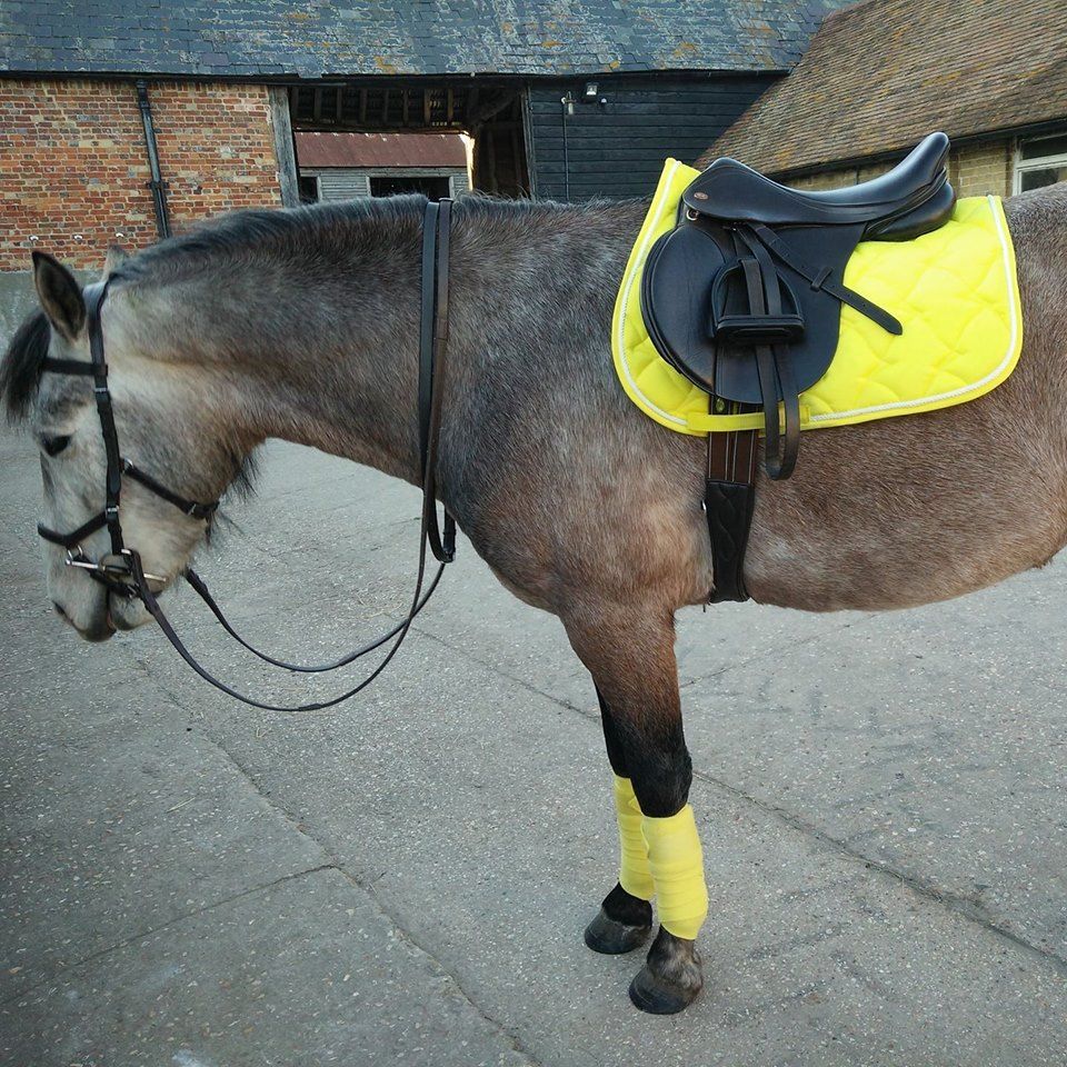 What Colour Suits My Horse Matchy Colour Tips With Photos Grey Horse what-colour-suits-my-horse-matchy-colour-tips-with-photos-grey-horse