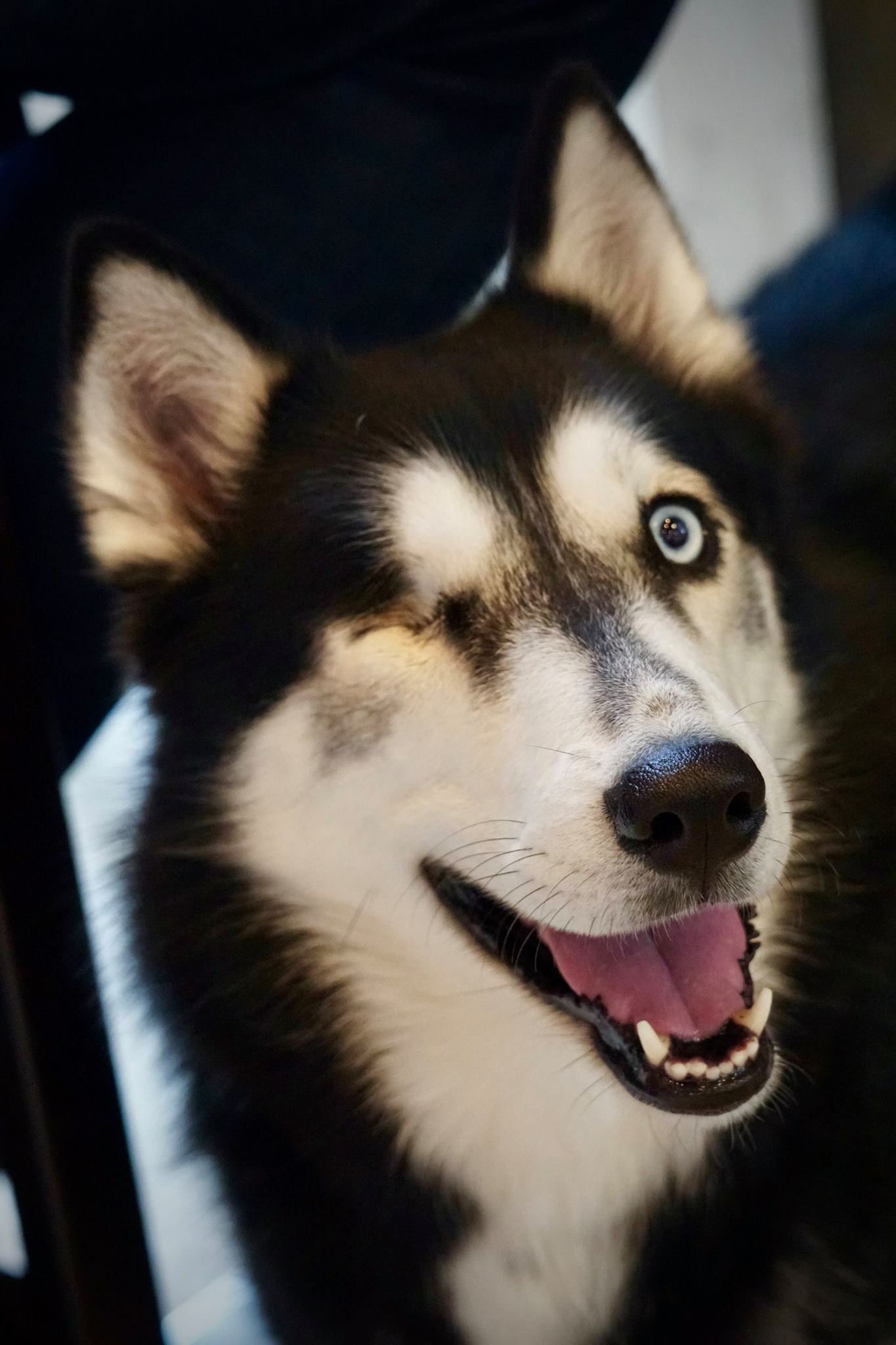 Best Food For A Husky Puppy 2020 Cute Husky Puppies Cute Dogs