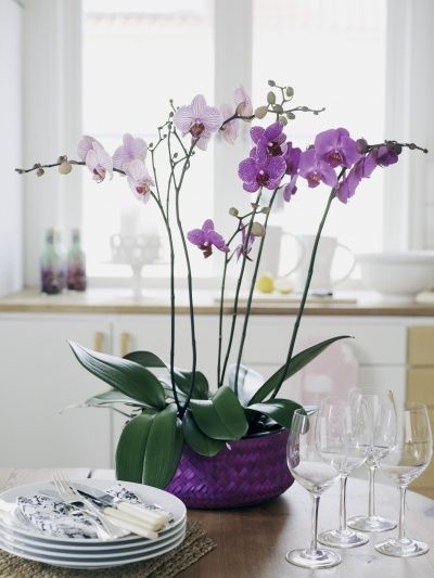 orchidée plante Orchid Show, Orchid Care, Phalaenopsis Orchid, Orchid Plants, Bonsai Flower, Flower Pots, Bonsai Tree, Planting Succulents, Garden Plants