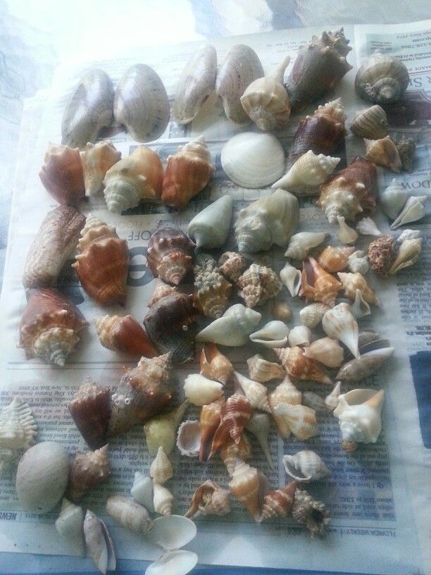 One Day Of Shelling At Sanibel Island Florida Sanibel Island Shells Marco Island Florida Sanibel