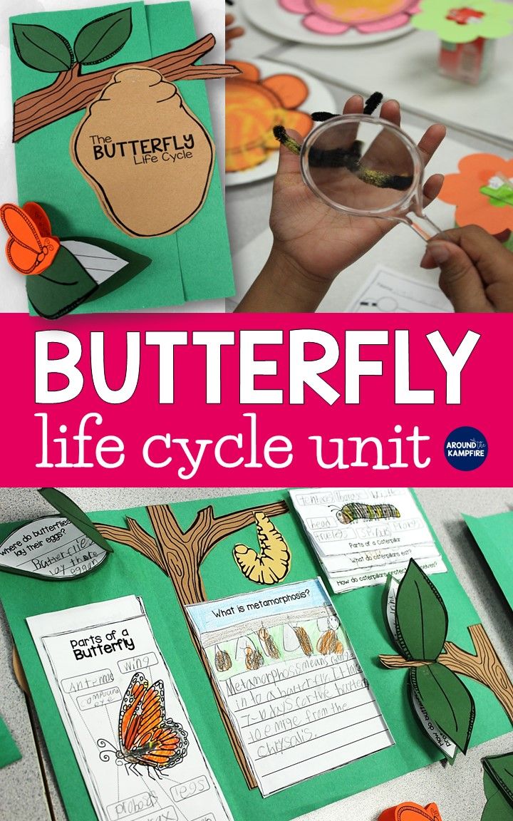 butterfly life cycle complete science unit life cycles activities to burn calories charts
