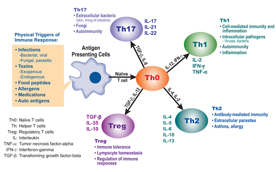 T cell subsets Immune Response, No Response, Low Dose Naltrexone, Medical School Studying, Naturopathic Medicine, Mthfr, Neurotransmitters, Autoimmune Disease, Lyme Disease