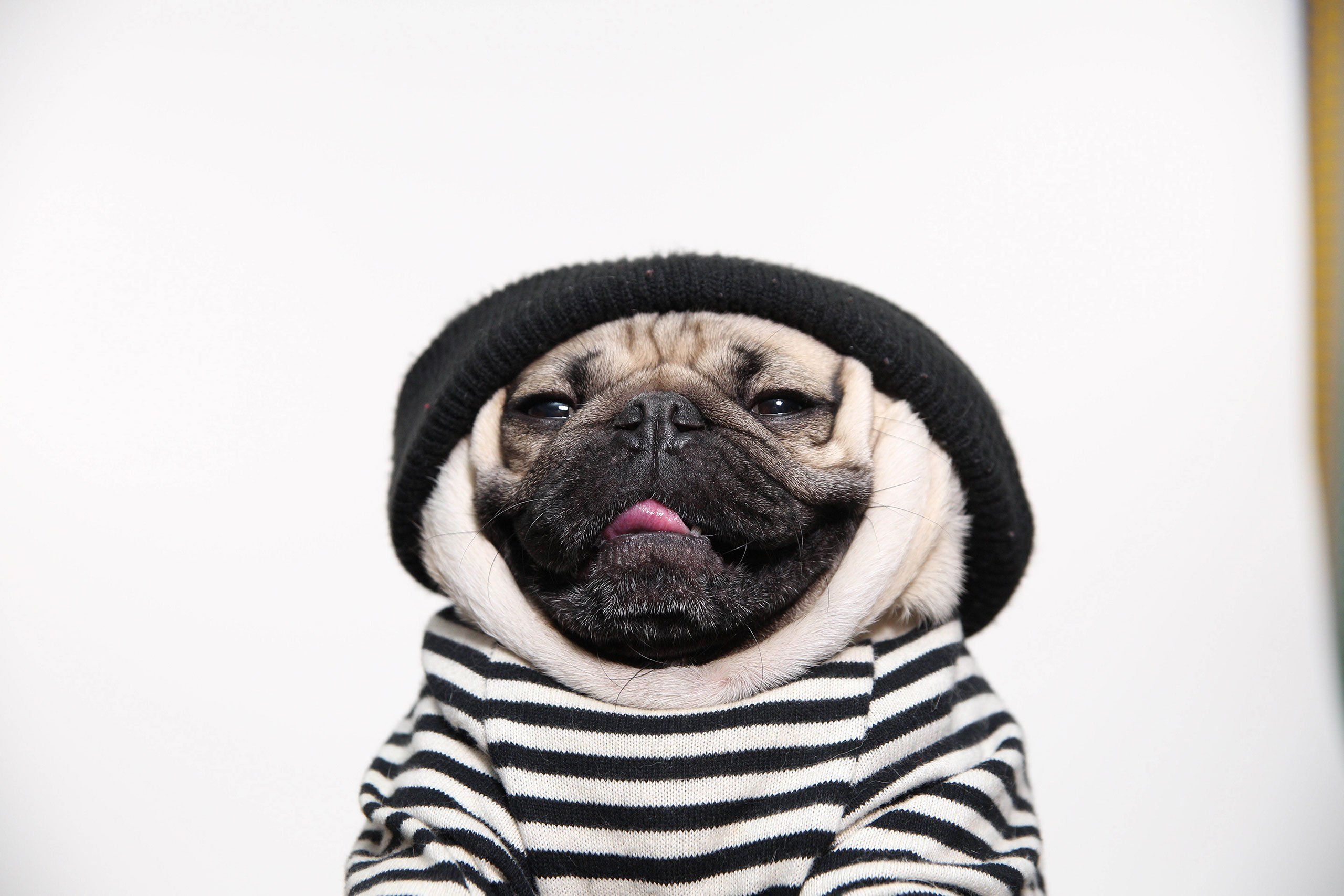 Pug Puppies Google Search Pug Puppies Pugs Puppies
