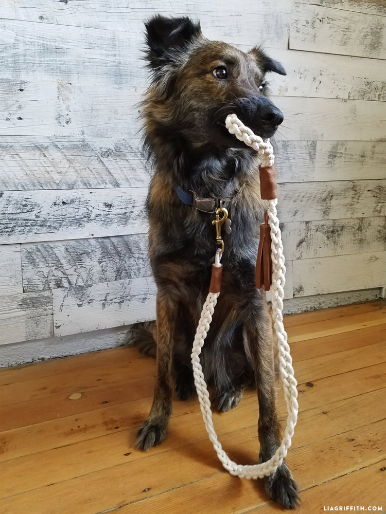 DIY Dog Leash Tutorial with Braided Rope Dog Training Obedience, Dog Obedience, Perro Diy, Rope Dog Leash, Paracord Dog Leash, Dog Crafts, Dog Leads, Diy Stuffed Animals, Diy Dog Stuff
