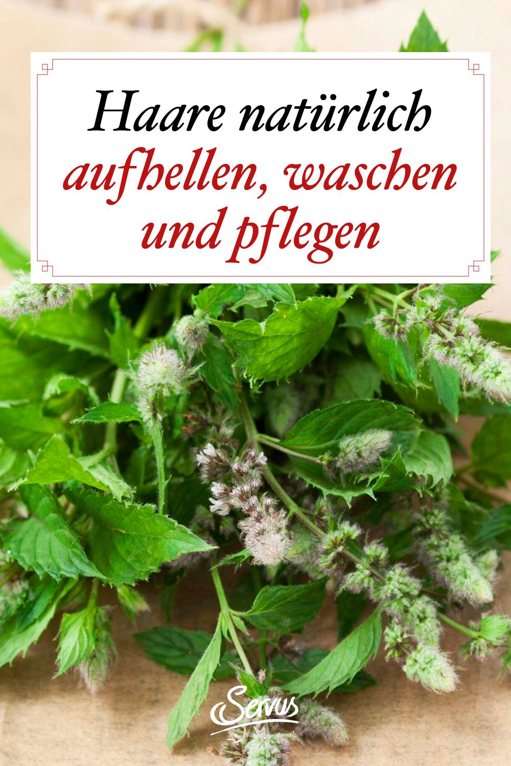 Servus magazin kennenlernen