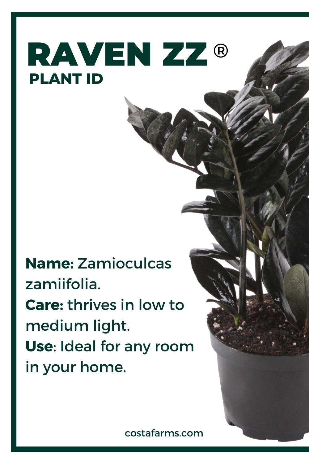 Raven Zz Plant Id Zz Plant Care Plant Care Plants Raven Zz Plant Id Zz Plant Care Plant Care Plants