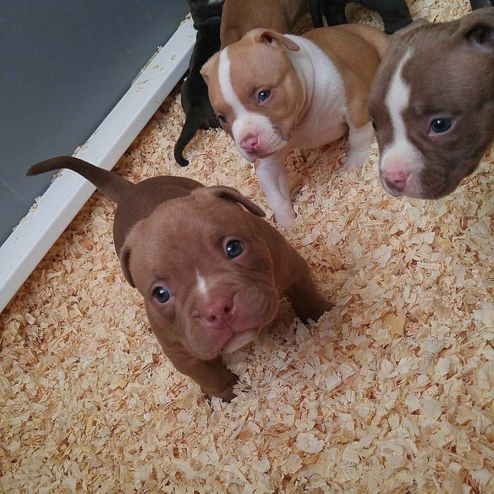 Pin On Cute Puppies