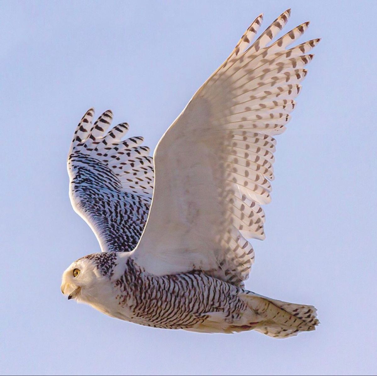 Snowy Owl Snowy Owl