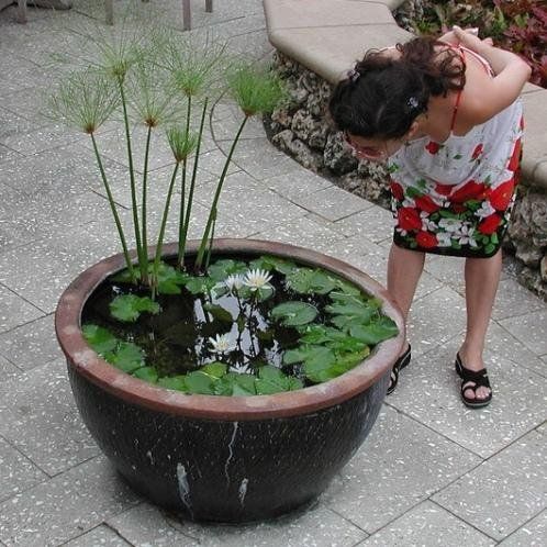 Making Your Own Container Water Garden Making Your Own Container Water Garden