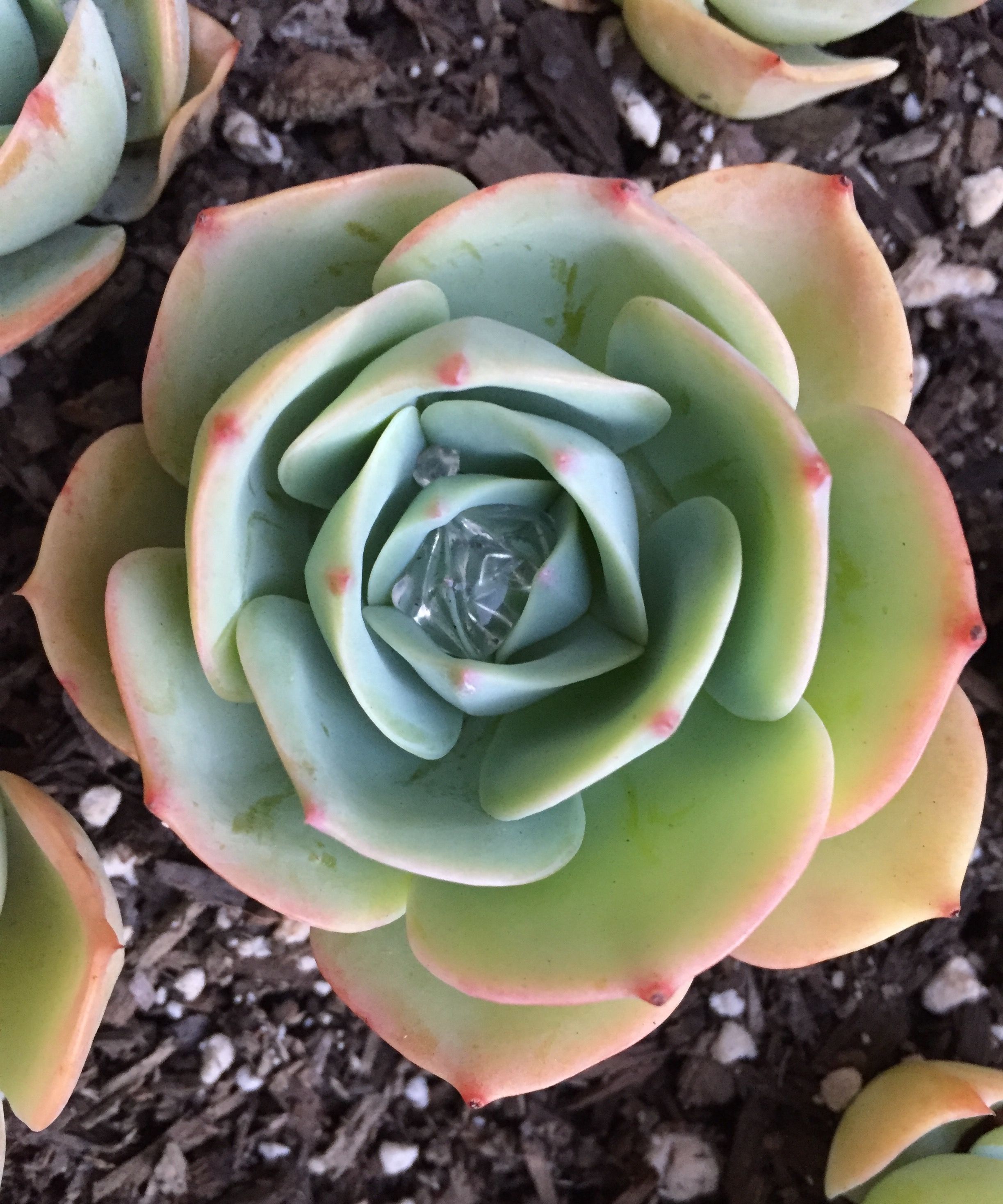 Echeveria Imbricata Echeveria Imbricatasucculentssucculent Plants Echeveria Imbricata Echeveria Imbricatasucculentssucculent Plants
