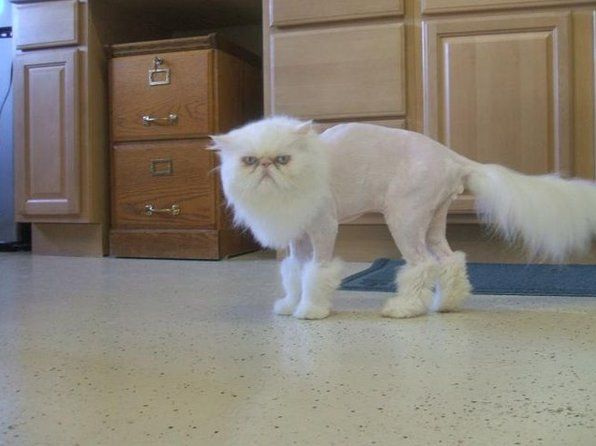 Shaved cat with boots with the fur