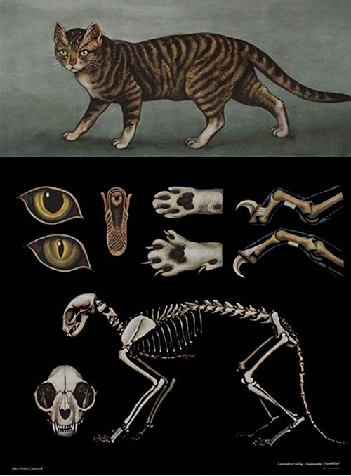 Domestic Cat Felis Catus Cat Anatomy Cat Art Animal Art