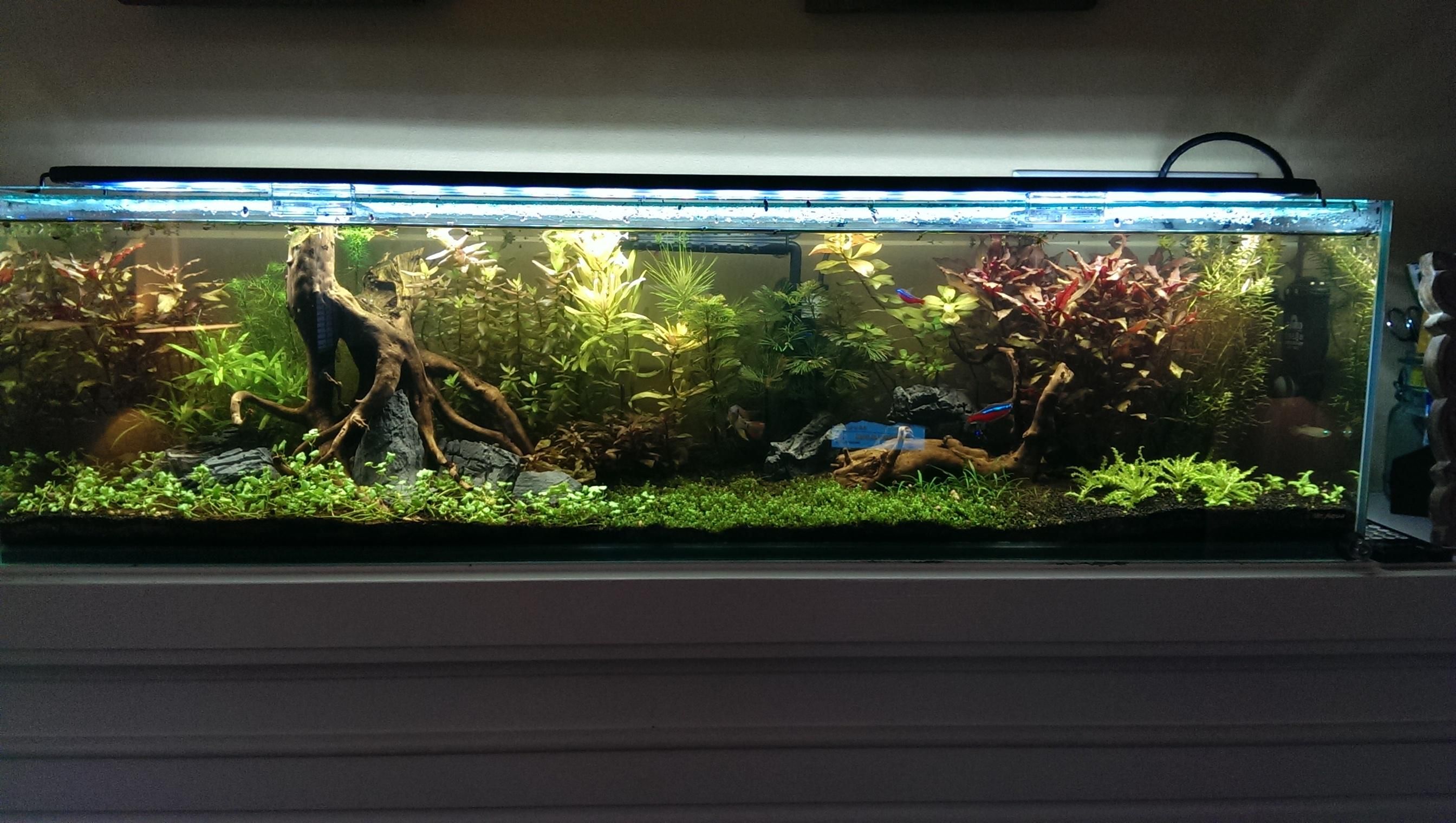 nice driftwood with rocks