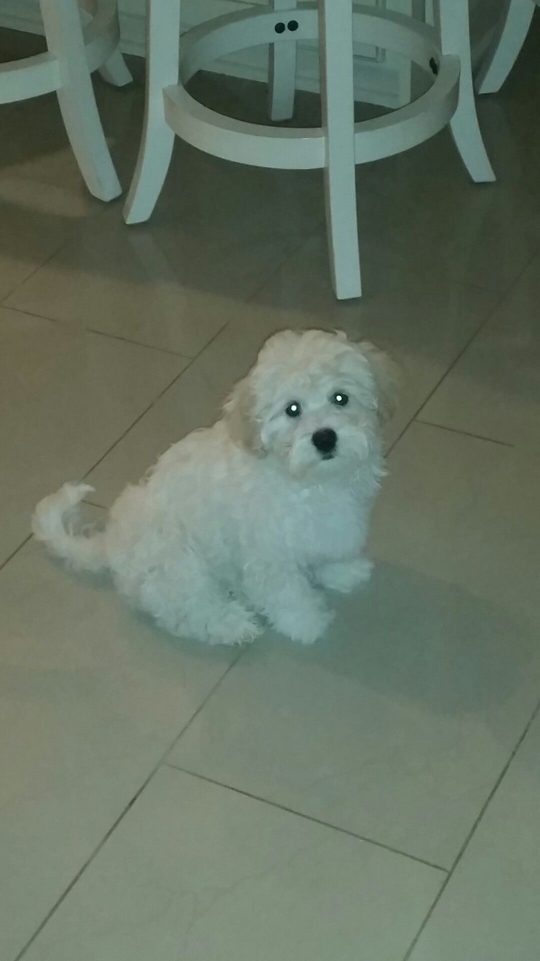 3 Months Old Havanese Puppy For Sale 9 7 2016 Akc Champion Blood