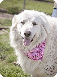 Iola Tx Great Pyrenees Meet Marcia A Dog For Adoption Http