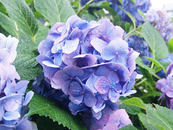 0 Ajisai Semiweekly Pedia Of Japan Hydrangeaceae Flowers Hydrangea 0 Ajisai Semiweekly Pedia Of Japan Hydrangeaceae Flowers Hydrangea
