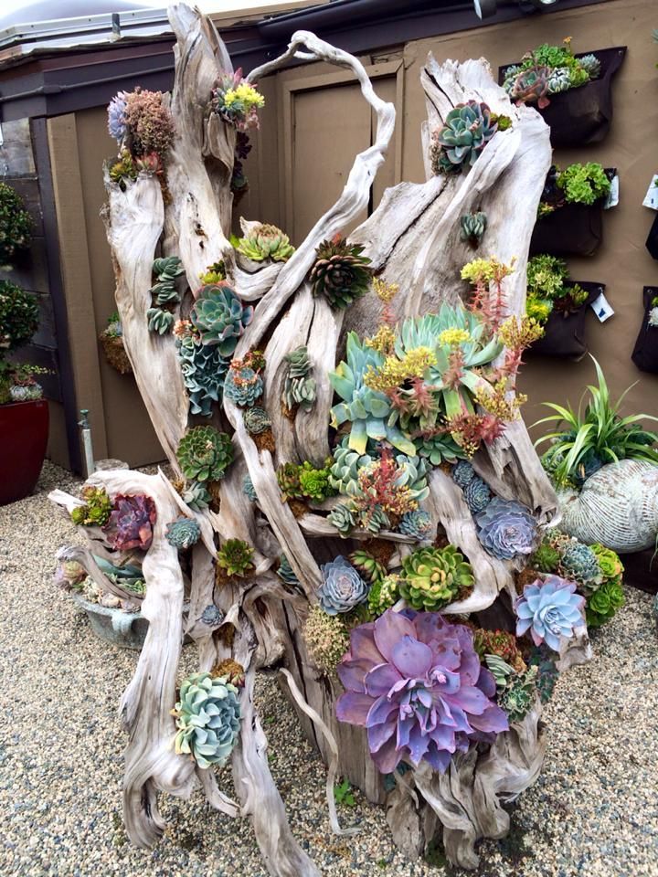 tronco com suculentas Diseños Poly matica sembradas con amor - jardines pequeos con piedras y troncos tronco com suculentas Diseños Poly matica sembradas con amor - jardines pequeos con piedras y troncos