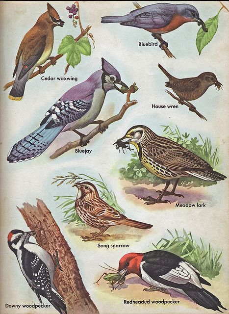 Common North American Birds Clic Childrens Books Common North American Birds