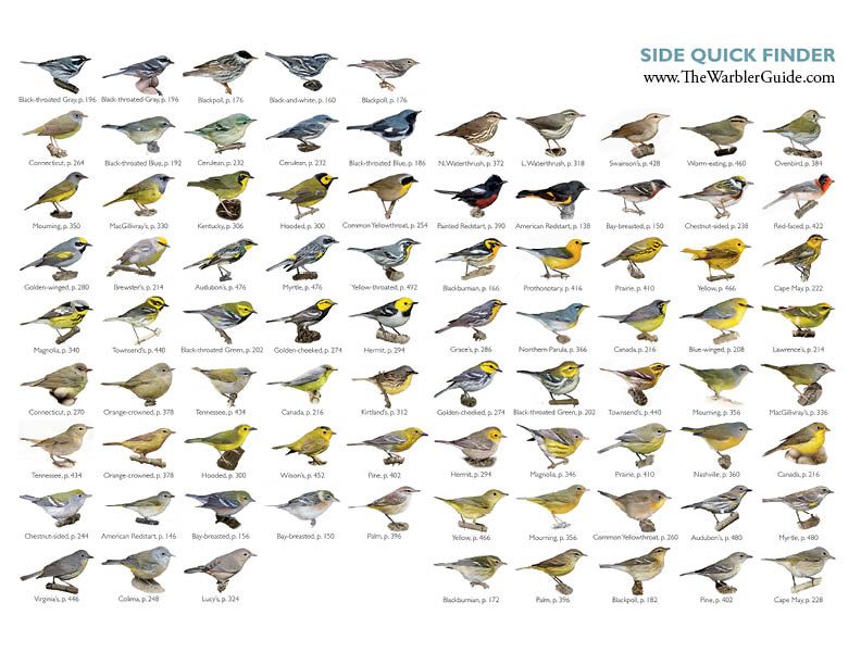 the warbler guide need this book the quick finder bird wingspan chart