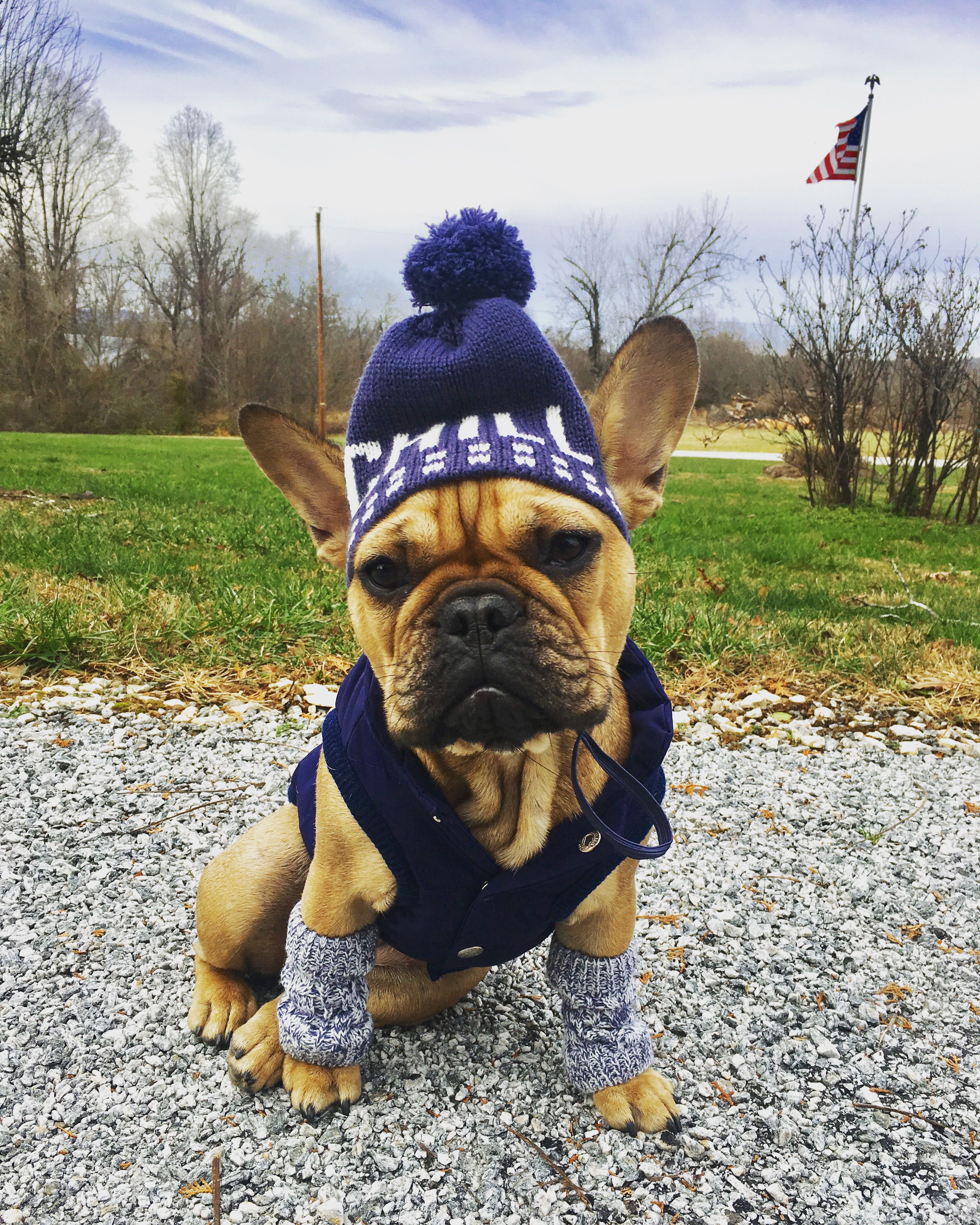 French Bulldog Clothe Puppy Beanie Gorro De Perro Toque Pom Pom Hat Dog Clothes Dress Up In 2021 French Bulldog Clothes Bulldog Puppies Dog Clothes Diy