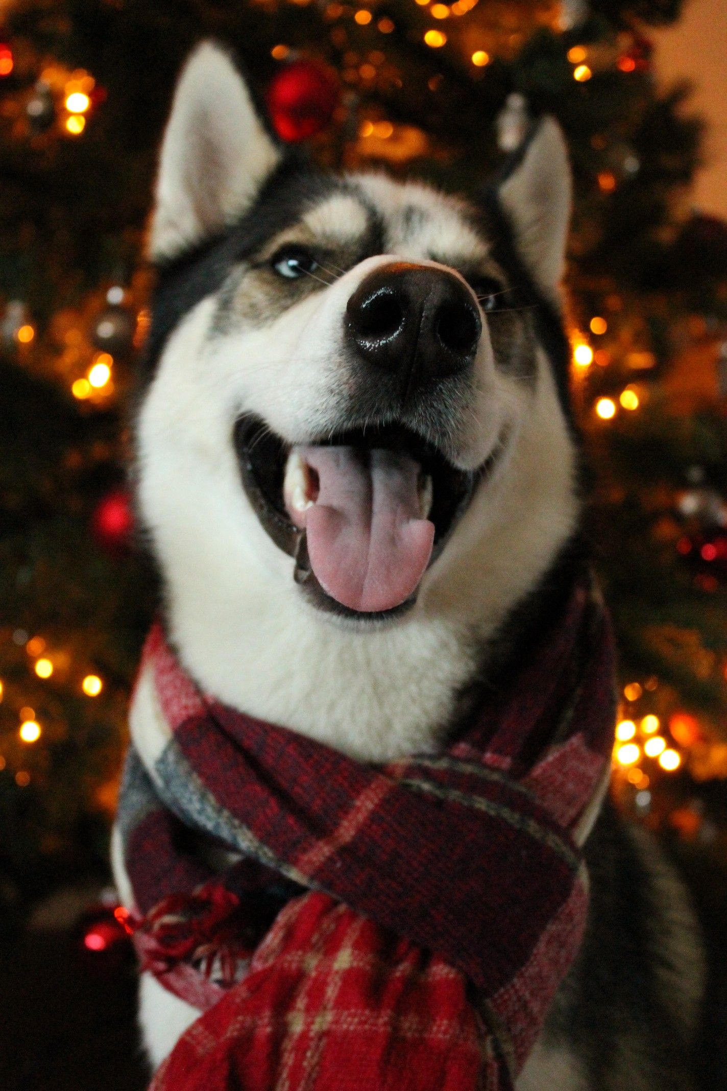 Such A Cute Pet Dog Can T Refuse Anyone Page 18 Of 51 Sciliy Cute Dog Wallpaper Cute Animals Animals