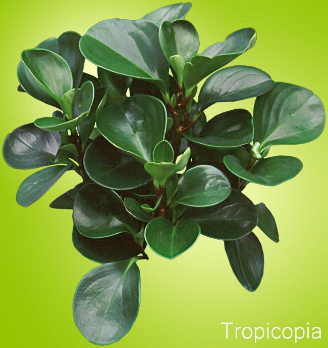 Peperomia Obtusifolia Care Baby Rubber Plant Light Soil Water Tips Peperomia Plant Plants Plant Care