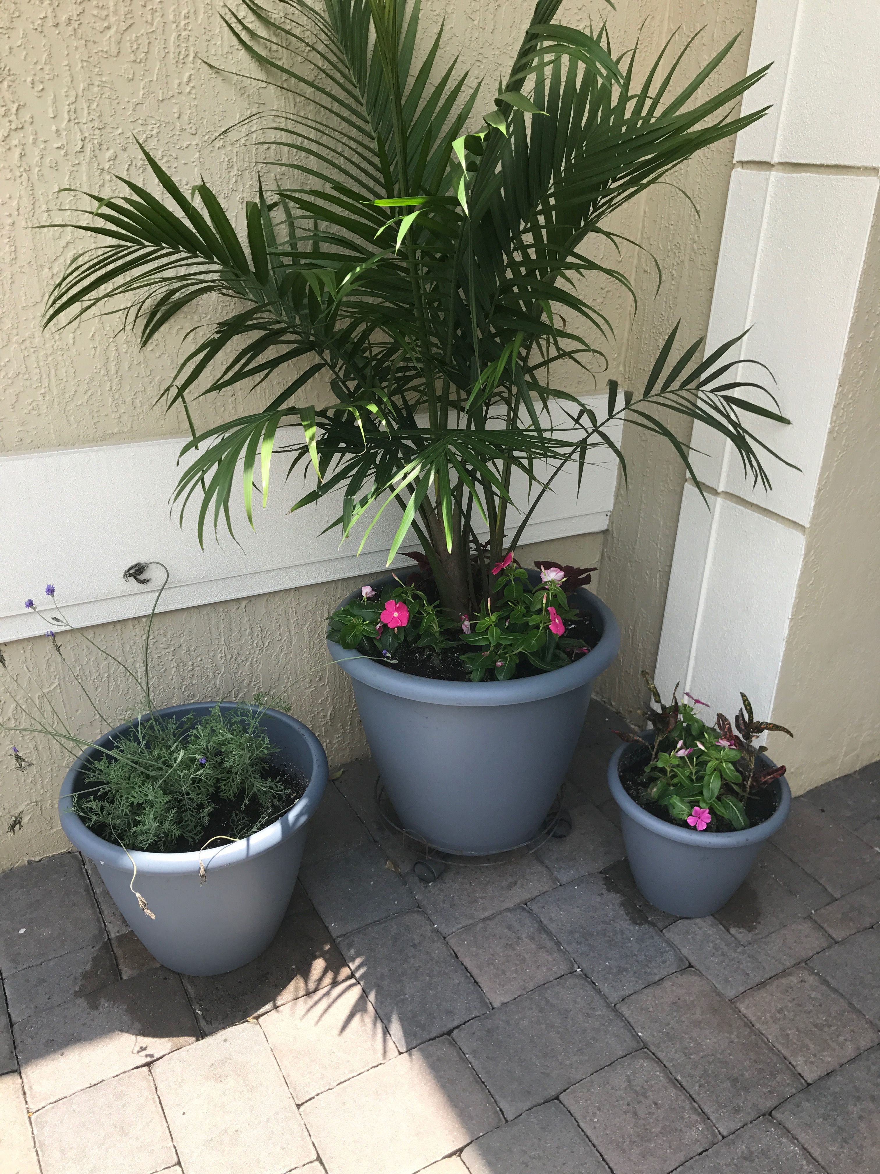 Majesty Palm, Lavender And Some Annuals Majesty Palm, Lavender And Some Annuals