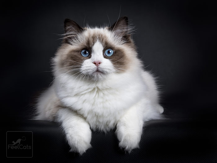Gato Ragdoll, todo sobre una raza cariñosa y dócil | FeelCats | Gato ragdoll, Gatos de trapo, Gatos