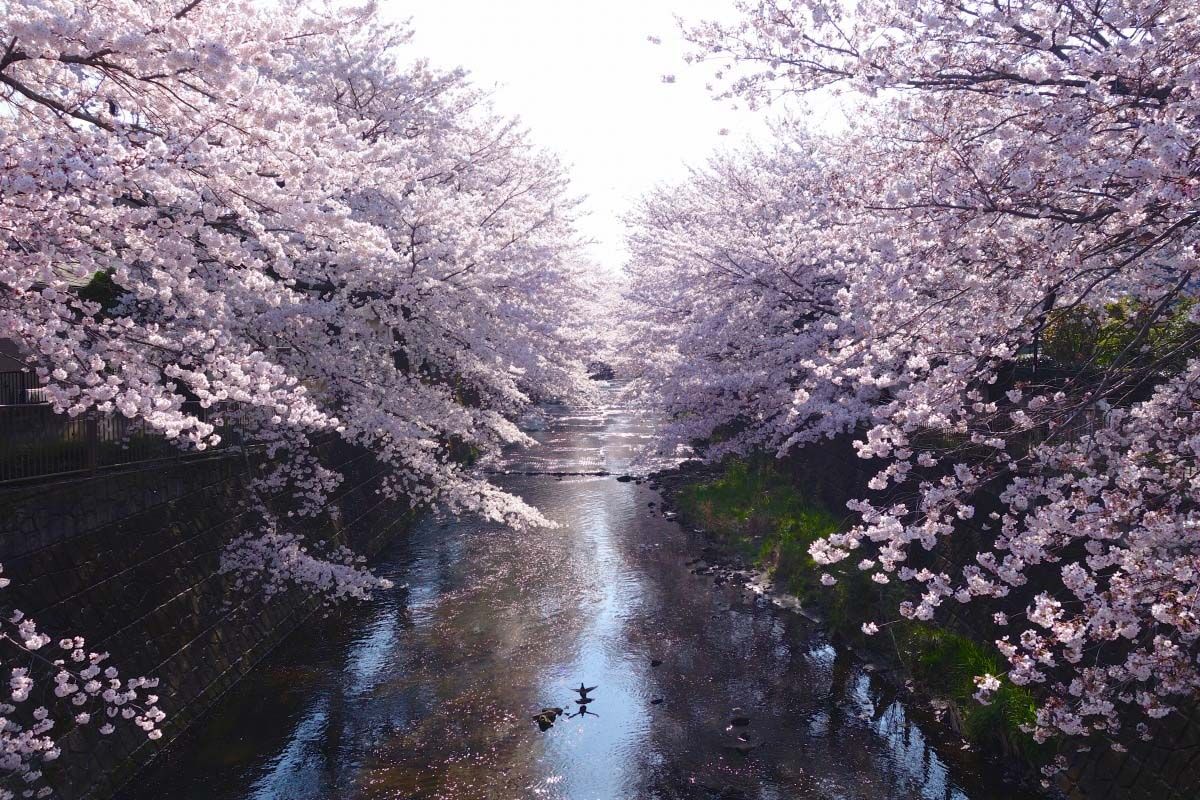 恩田川は 東京都町田市と神奈川県横浜市を流れる一級河川 川辺にある町田市成瀬地区は桜並木の遊歩道が整備されており 桜の名所として有名だ 川 絶景 川辺 恩田川は 東京都町田市と神奈川県横浜市を流れる一級河川 川辺にある町田市成瀬地区は桜並木の遊歩道が整備されており 桜の名所として有名だ 川 絶景 川辺