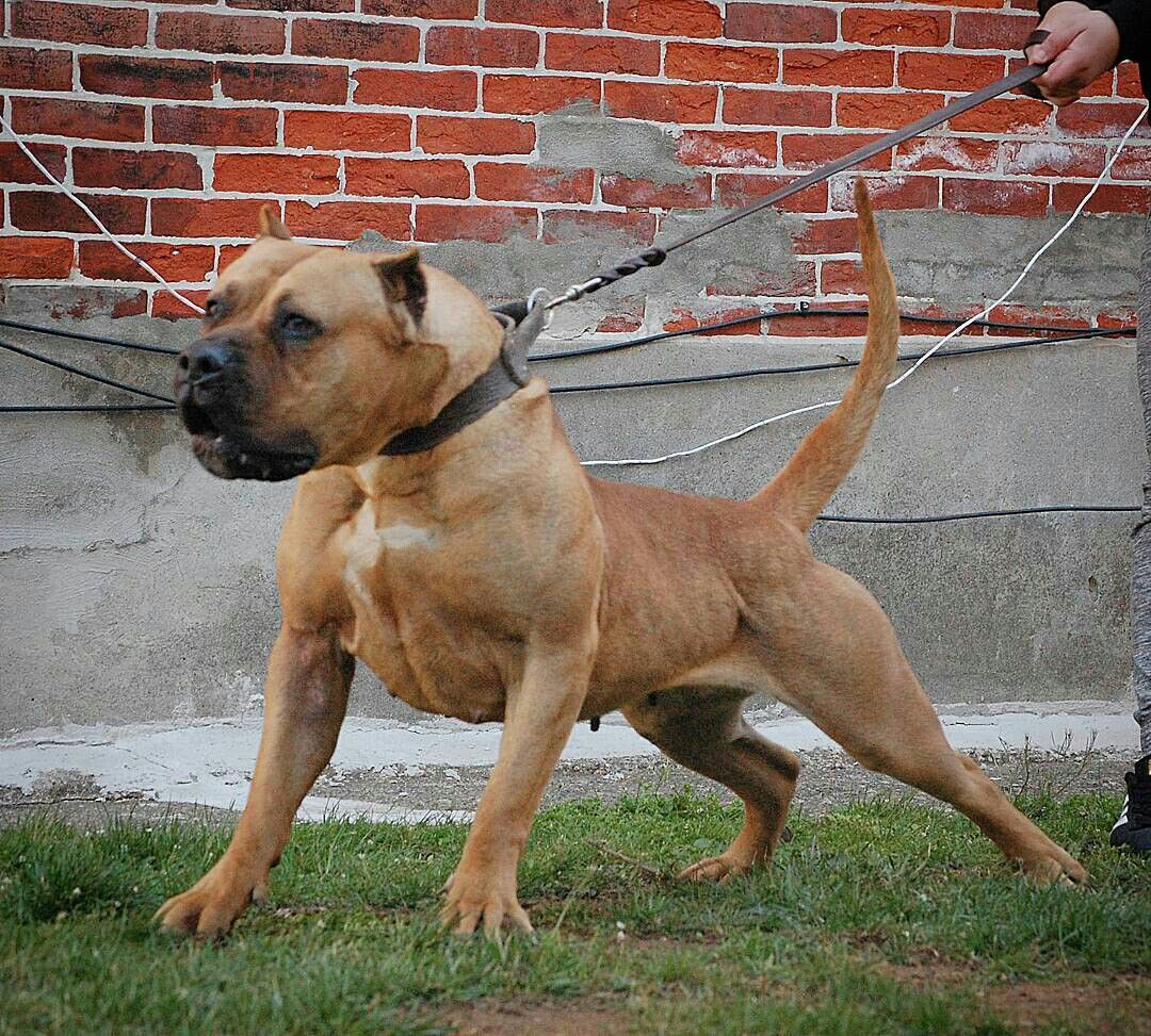 Pin By Brad Lew On Dogs Big Dogs Pitbull Terrier Best Dogs