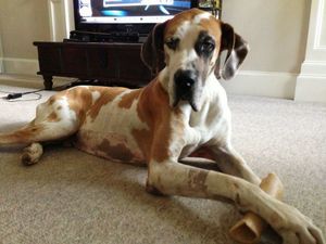 Adopt Milo On Great Dane Dogs Great Dane Rescue Dogs