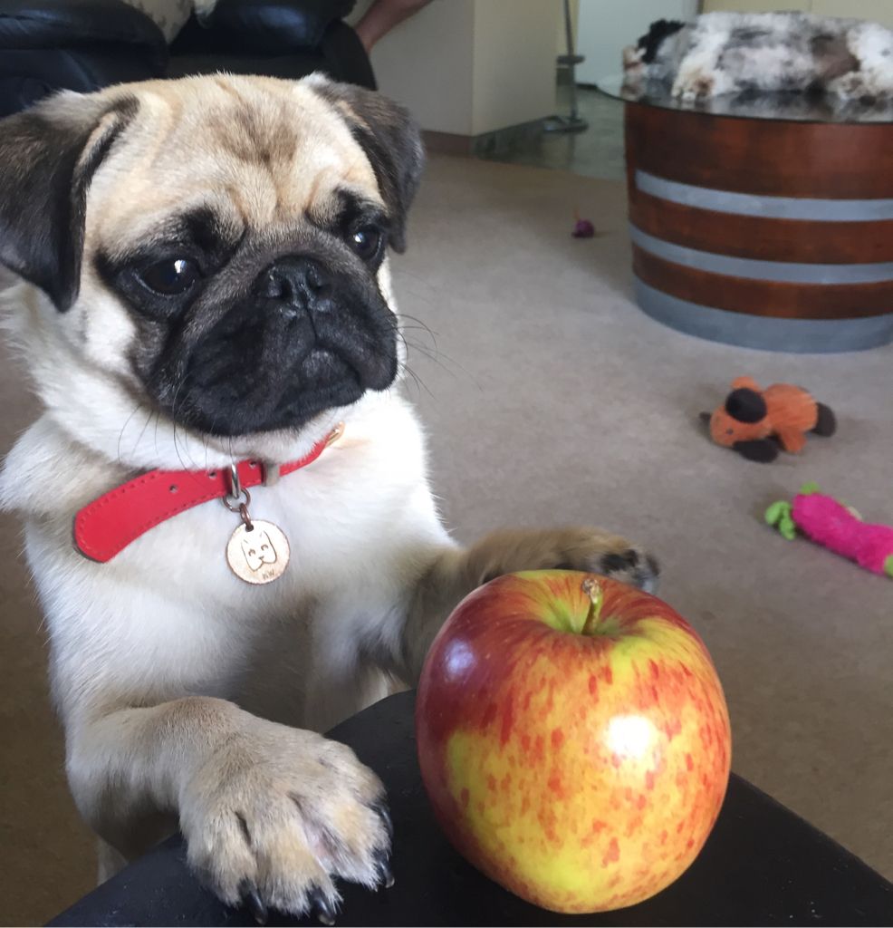 Brooklyn Pug Pawshake