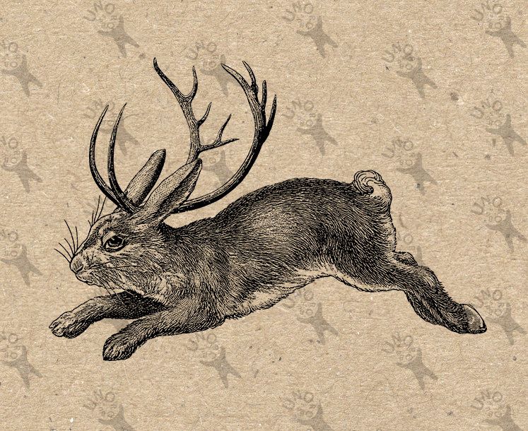 Original illustration Original illustration Jackalope
