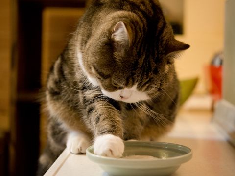 まるさん おしゃれまとめの人気アイデア Pinterest Mara Gomes 子犬 かわいい キュートな猫 子猫 まるさん おしゃれまとめの人気アイデア Pinterest Mara Gomes 子犬 かわいい キュートな猫 子猫
