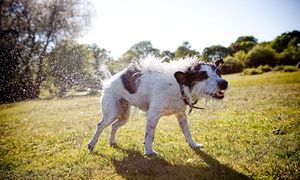 Science of stress: how neuroscience can help teachers switch off this summer Teacher Help, Teachers, Teacher Burnout, Dog Shaking, Learning Issues, Social Challenges, Education System, Teacher Training, Neuroscience