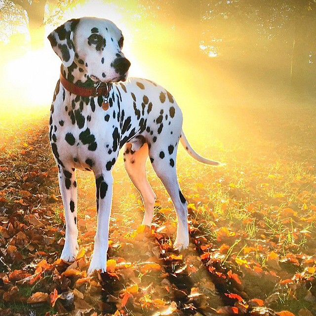 Pin By Stephanie Simmons On Dalmatian Mom Dalmatian Dalmatian