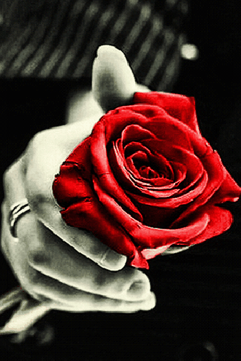 rosas con movimiento para regalar el dia del amor y la amistad